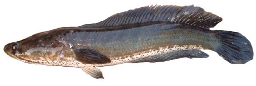 Ikan Gabus