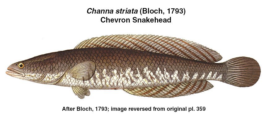 Kehung - Ophiocephalus melanopterus - atau channa satriata atau chevron snakehead