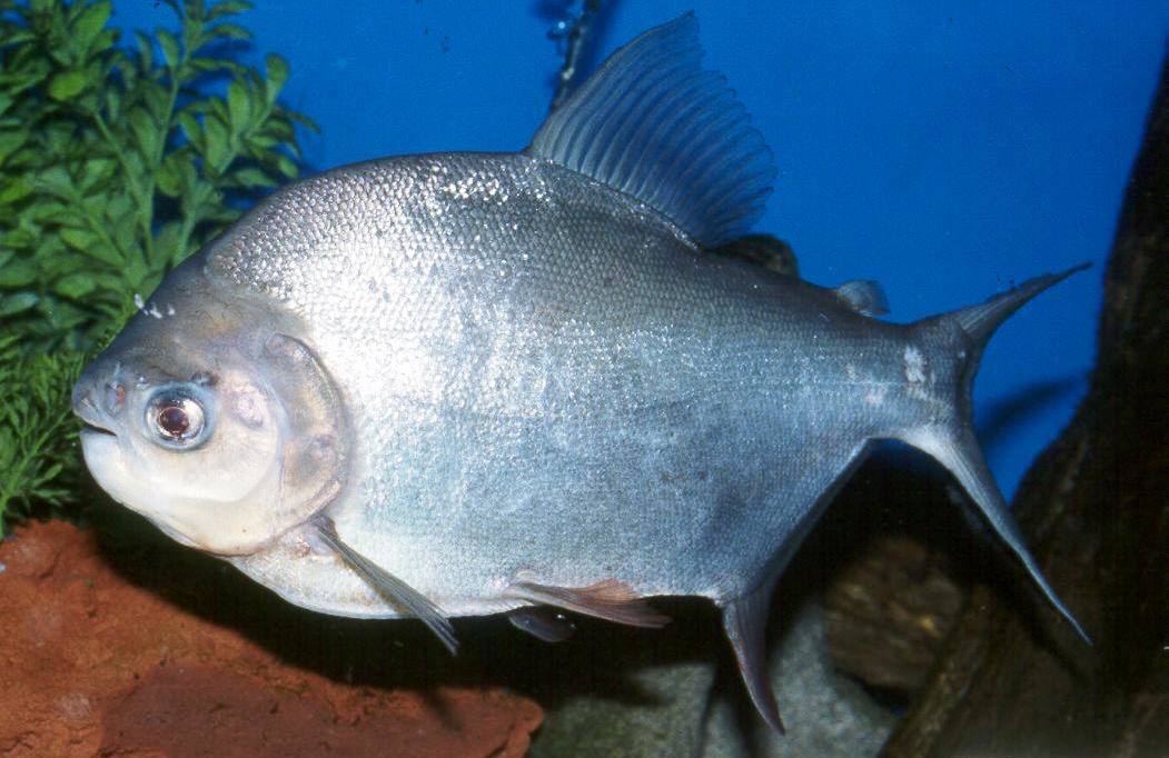 Bawal: Ikan pemakan segala.