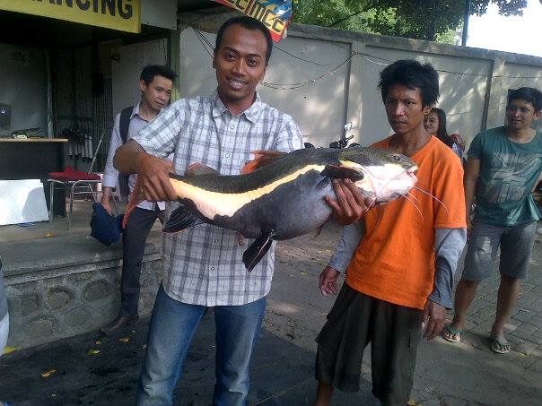 Red tail catfish dari kolam pancing Balekambang Solo
