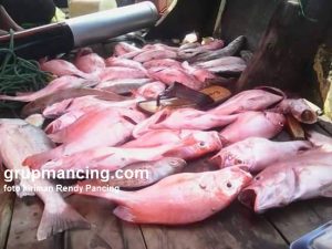 Kakap merah hasil dari mancing di perairan laut Karang Kusen Jepara