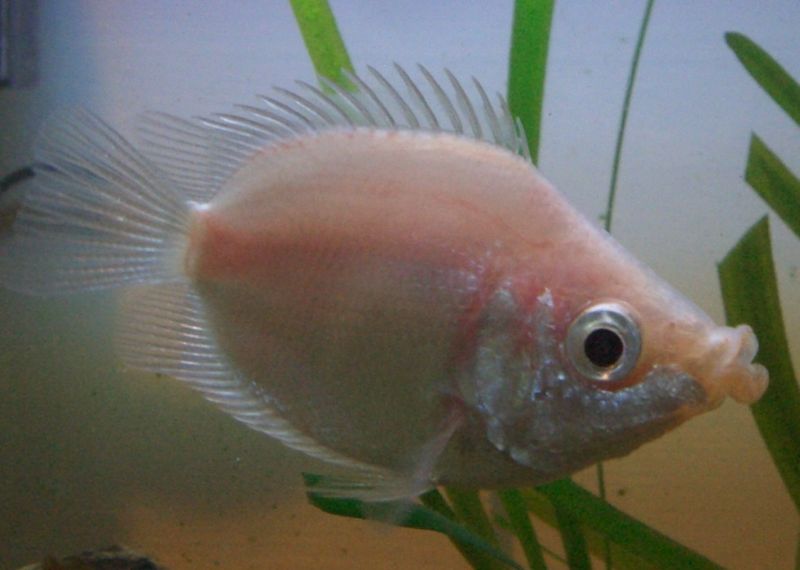 Kissfish atau ikan tembakan atau tembakang – warna pink