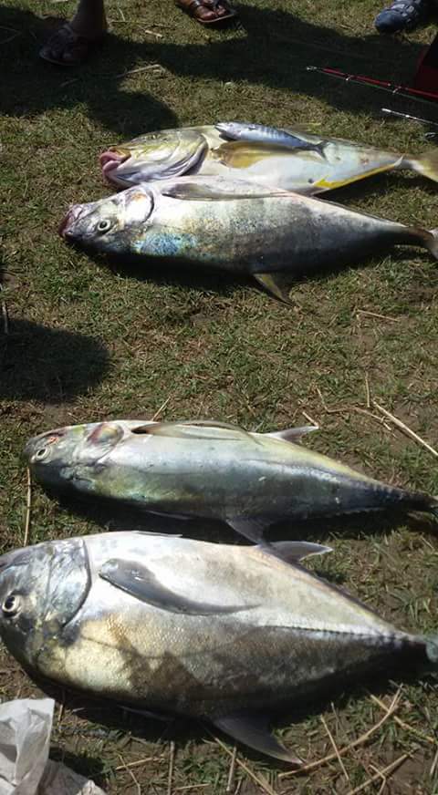 Spot casting ikan di air payau Jember Jawa Timur