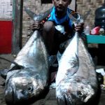 Ikan hasil mancing di spot mancing laut pilihan di Pantai Sine Tulungagung (3)