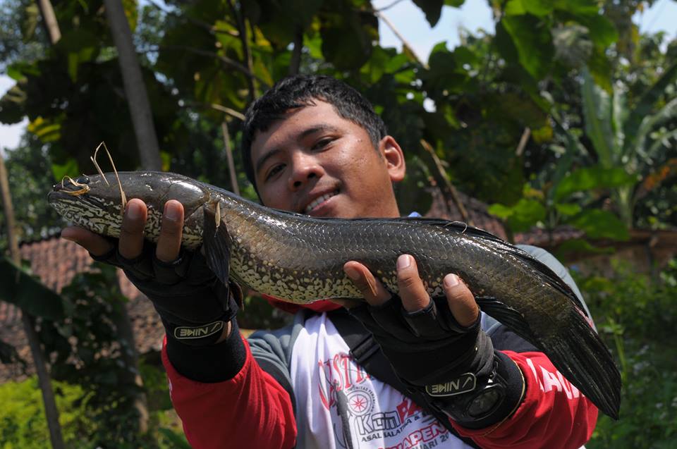 Spot mancing ikan gabus di Ngrambat Waduk Kedung Ombo