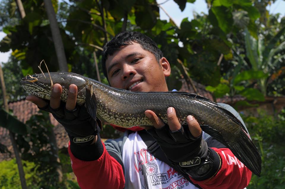 Spot mancing ikan gabus di Ngrambat Waduk Kedung Ombo