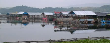 Spot mancing ikan nila di warung apung Klaten Jawa Tengah