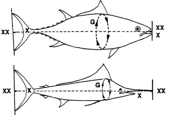 contoh pengukuran ikan untuk klaim rekor tangkapan ikan