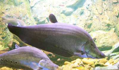 Daftar Ikan Dilindungi di Indonesia