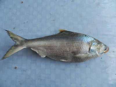 Daftar Ikan Dilindungi di Indonesia