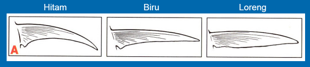 Ciri-ciri sirip dada ikan marlin hitam, biru dan loreng