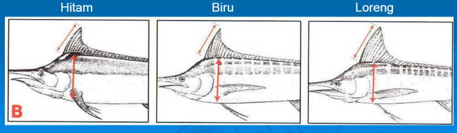Ciri-ciri sirip punggung pertama ikan marlin hitam, biru dan loreng