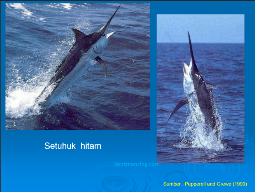 Beda ikan  marlin  todak swordfish dan layaran bangsa 