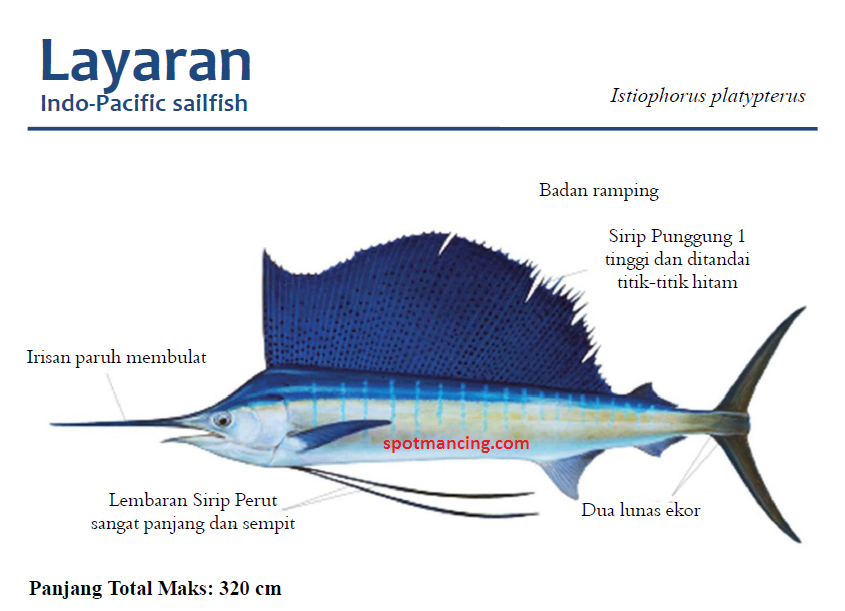 Ikan layaran atau Indo-Pasific Sailfish