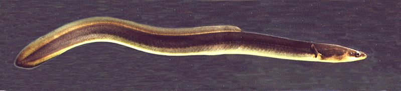 Ikan-sidat-atau-Anguilla-rostrata1