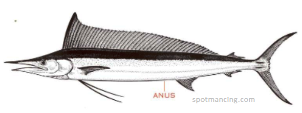 ikan todak atau secara awam disebut ikan marlin