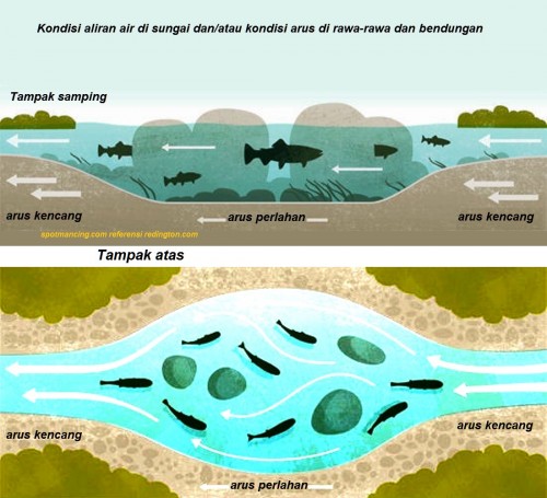 Ilustrasi keberadaan ikan di sungai dan atau rawa atau bendungan yang berarus