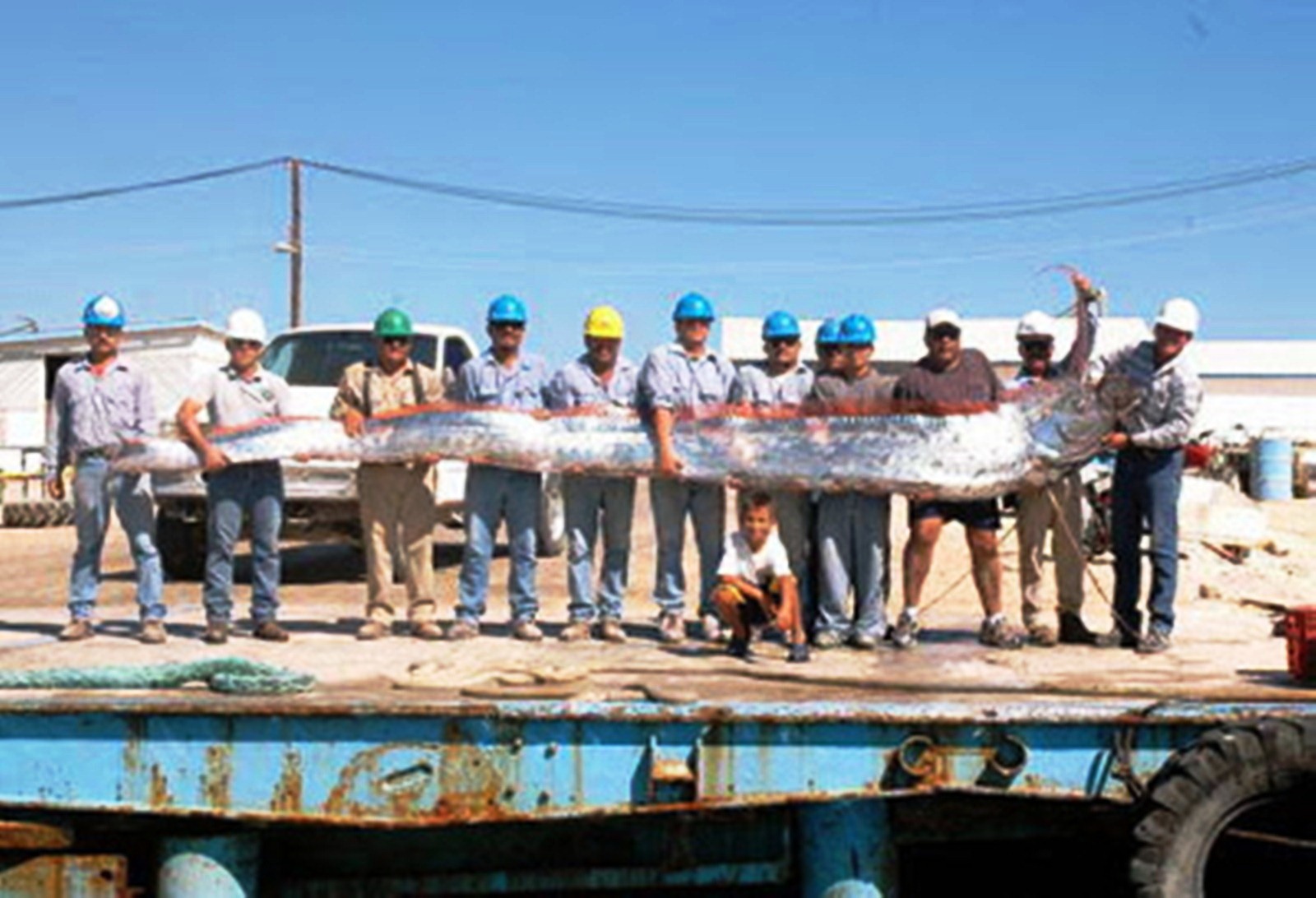 Oarfish, ikan terpanjang di dunia, ada juga di Karangasem Bali