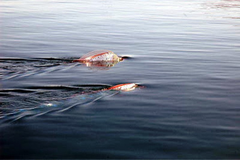 Oarfish, ikan terpanjang di dunia, ada juga di Karangasem Bali3