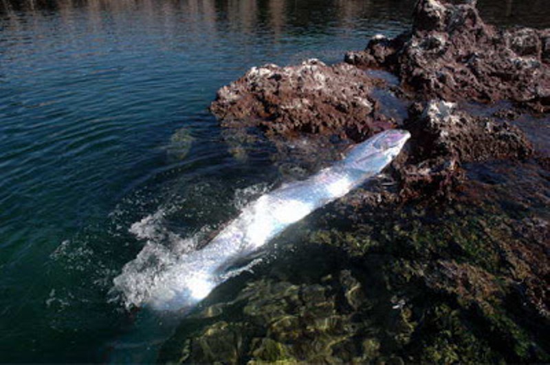 Oarfish, ikan terpanjang di dunia, ada juga di Karangasem Bali7
