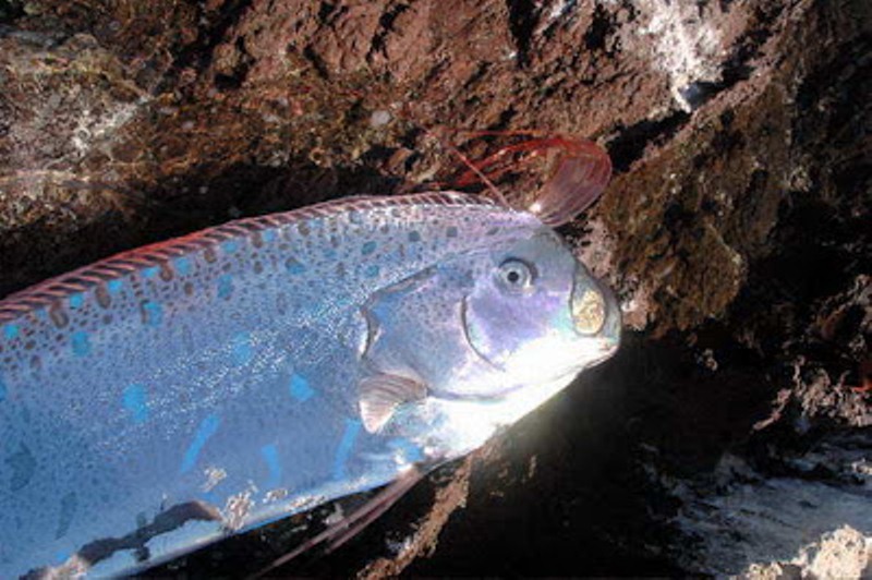Oarfish, ikan terpanjang di dunia, ada juga di Karangasem Bali8