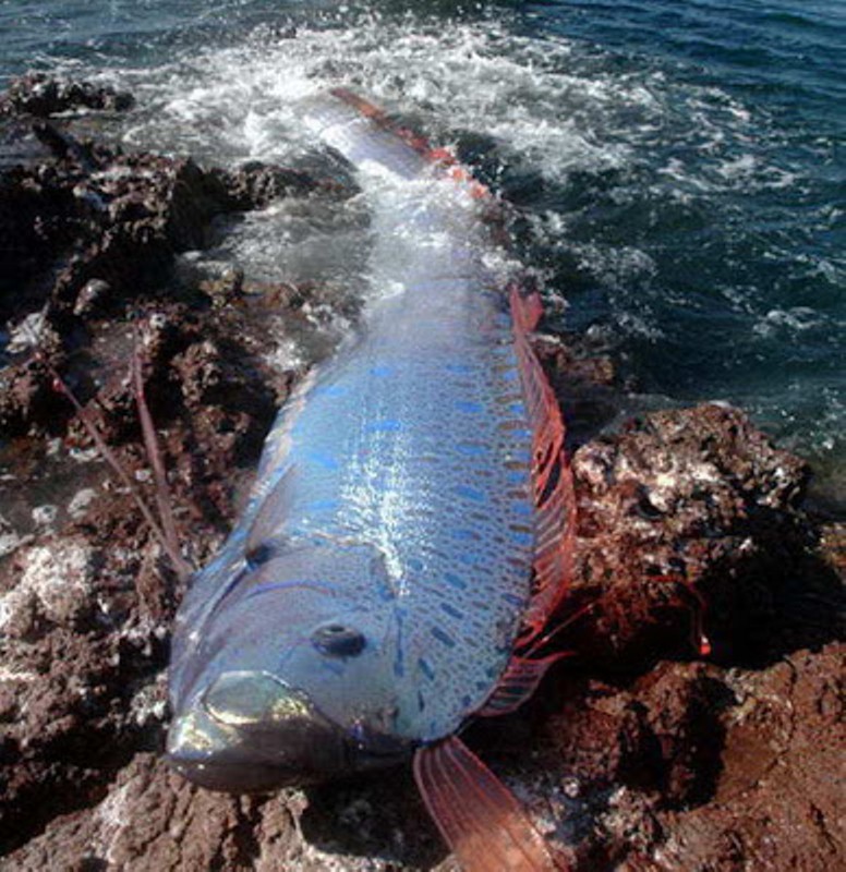 Oarfish, ikan terpanjang di dunia, ada juga di Karangasem Bali9