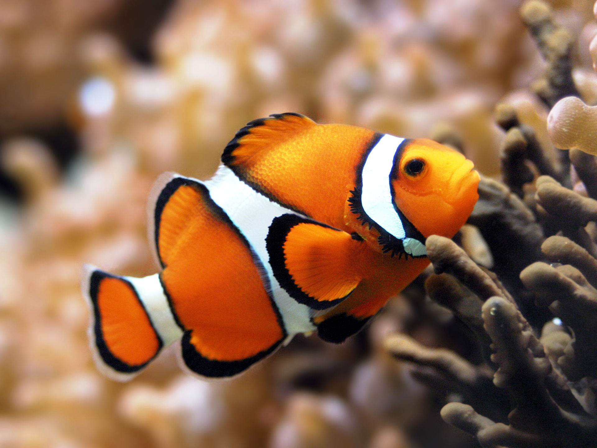 orange_clownfish