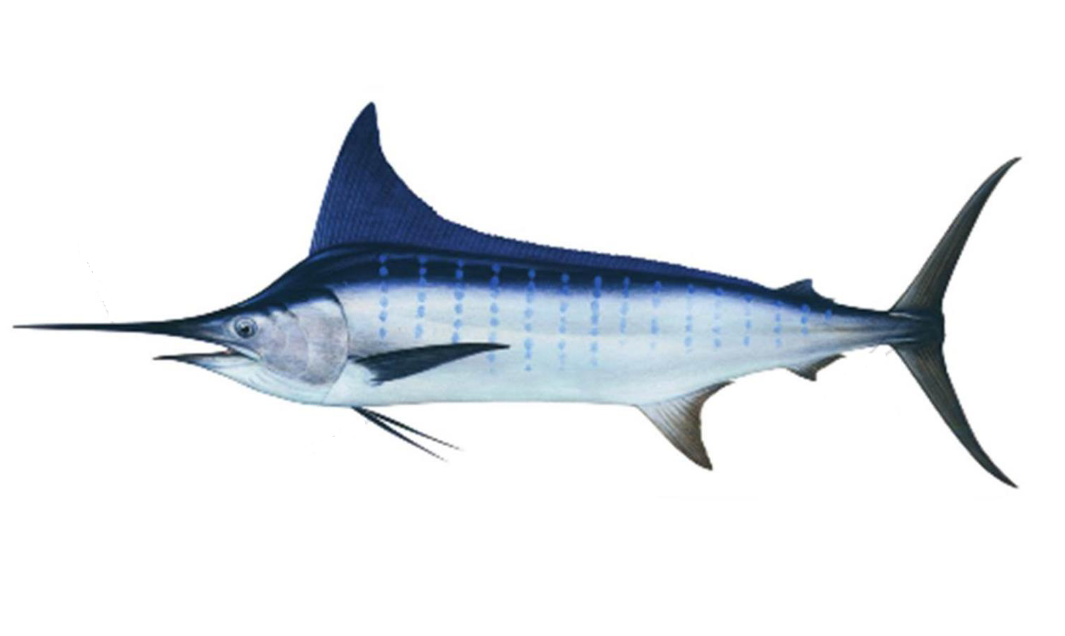 Perbedaan ikan marlin, layaran, todak, swordfish