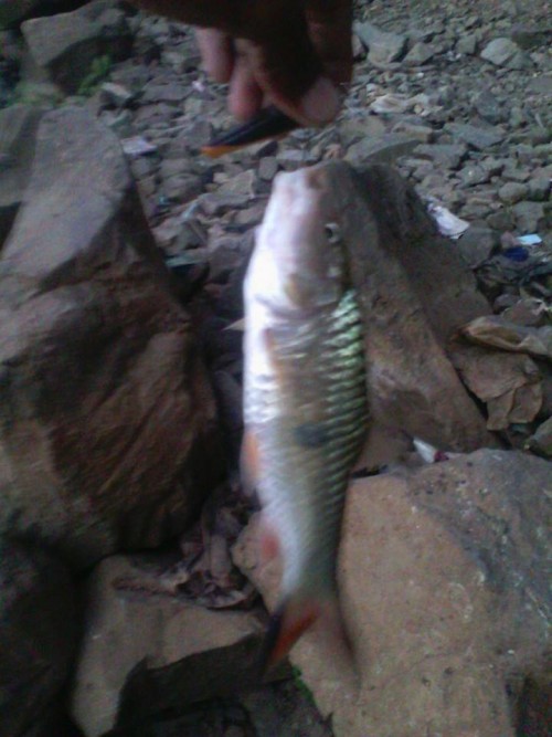 Spot mancing ikan hampala di kawasan Soloraya6