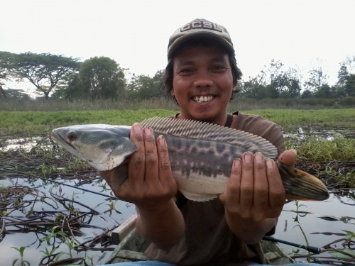 Spot mancing ikan toman dan gabus Waduk Mulur Sukoharjo