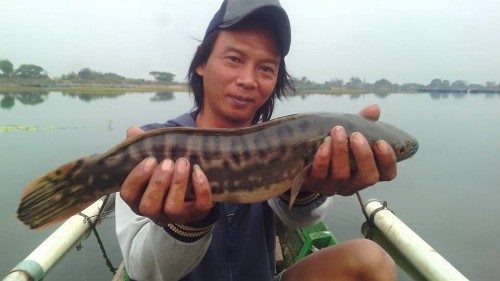 Spot mancing ikan toman dan gabus Waduk Mulur Sukoharjo2
