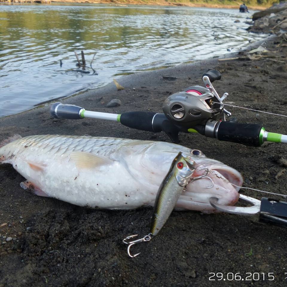 Sungai Logawa dengan mayoritas populasi hampala dengan ukuran 30 cm ke atas