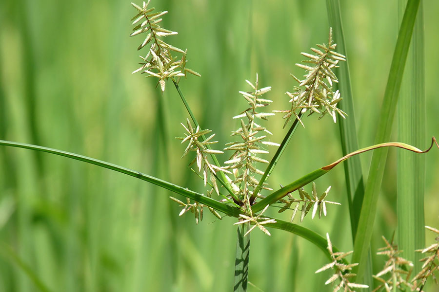 Rumput teki