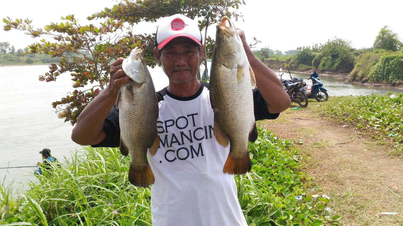 MANCING MANIA PURWOREJO [MMP]  Ayo gaeess,,tinggal beberapa hari