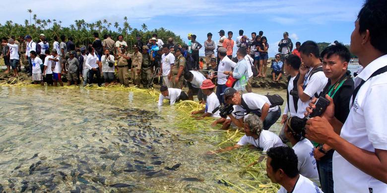 Ajaib!, ikan mengikuti janur menuju pantai