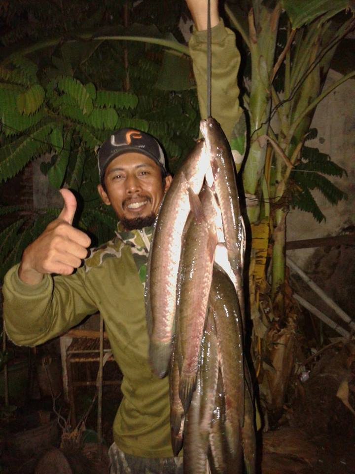 Hasil strike ikan gabus di tambak Raci