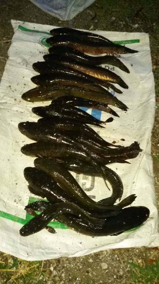 Hasil strike ikan gabus