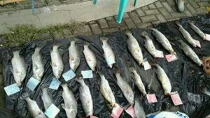 Ikan-ikan barramundi hasil tangkapan