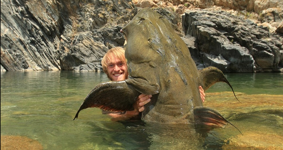 Goonch fish, lele kanibal dari Sungai Kali-Nepal