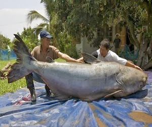 Giant cat fish Sungai Mekong