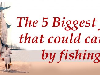 5 ikan terbesar yang pernah ditangkap hanya dengan memancing