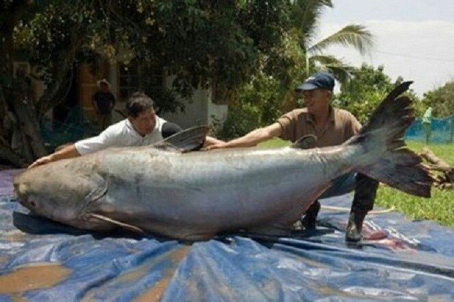 Seorang nelayang Thailand sukses mendaratkan lele raksasa seberat 293 kilogram