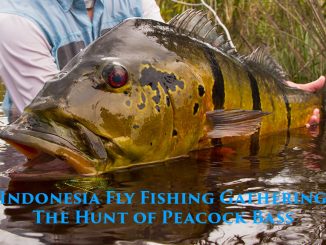 Indonesia Fly Fishing Gathering I ~ The Hunt for Peacock Bass
