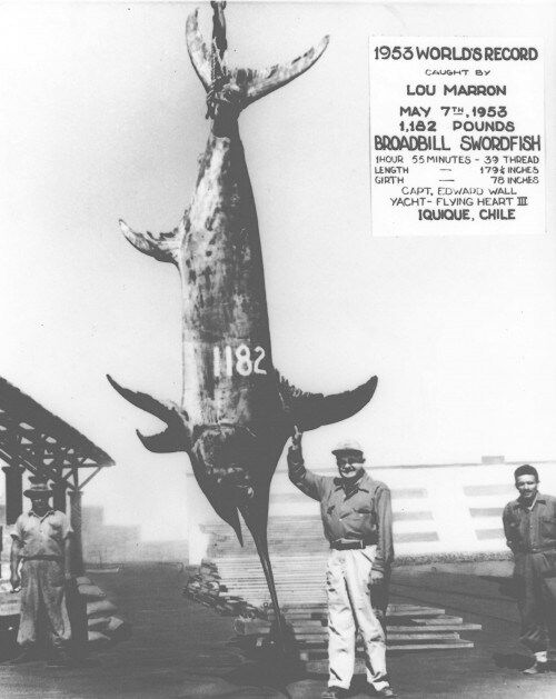 Inilah ikan swordfish terbesar pernah dipancing oleh Lou Marron pada tahun 1953. Beratnya mencapai 536 kilogram