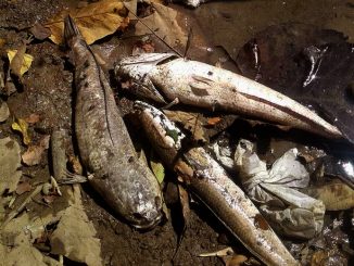 Kematian massal ikan di Waduk Malahayu