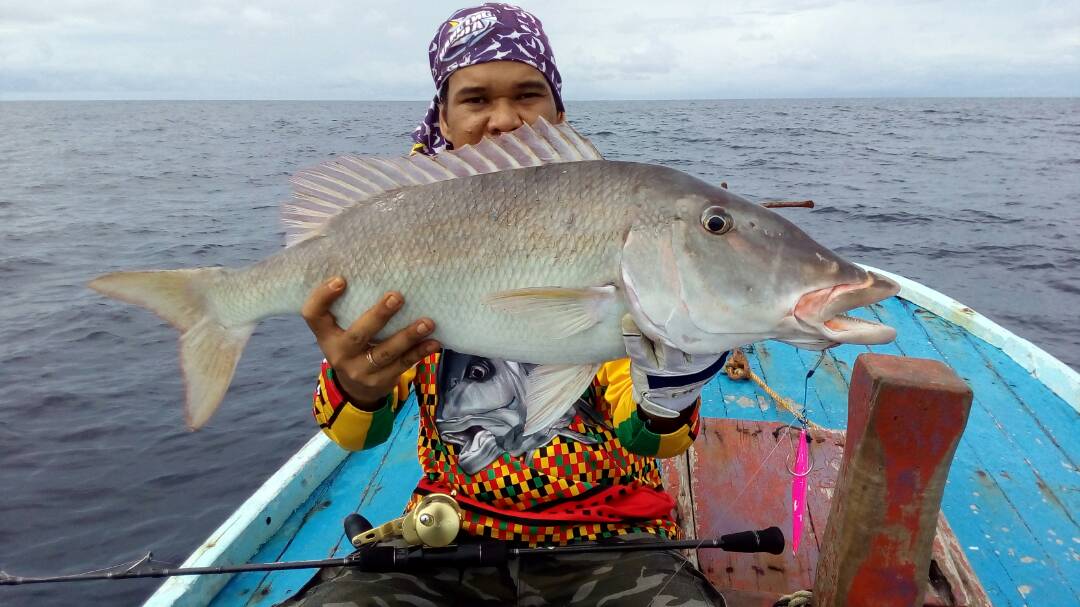 Ikan Lencam tumbuh subur di perairan dangkal Indo Pasifik (Foto.dok WAAC)