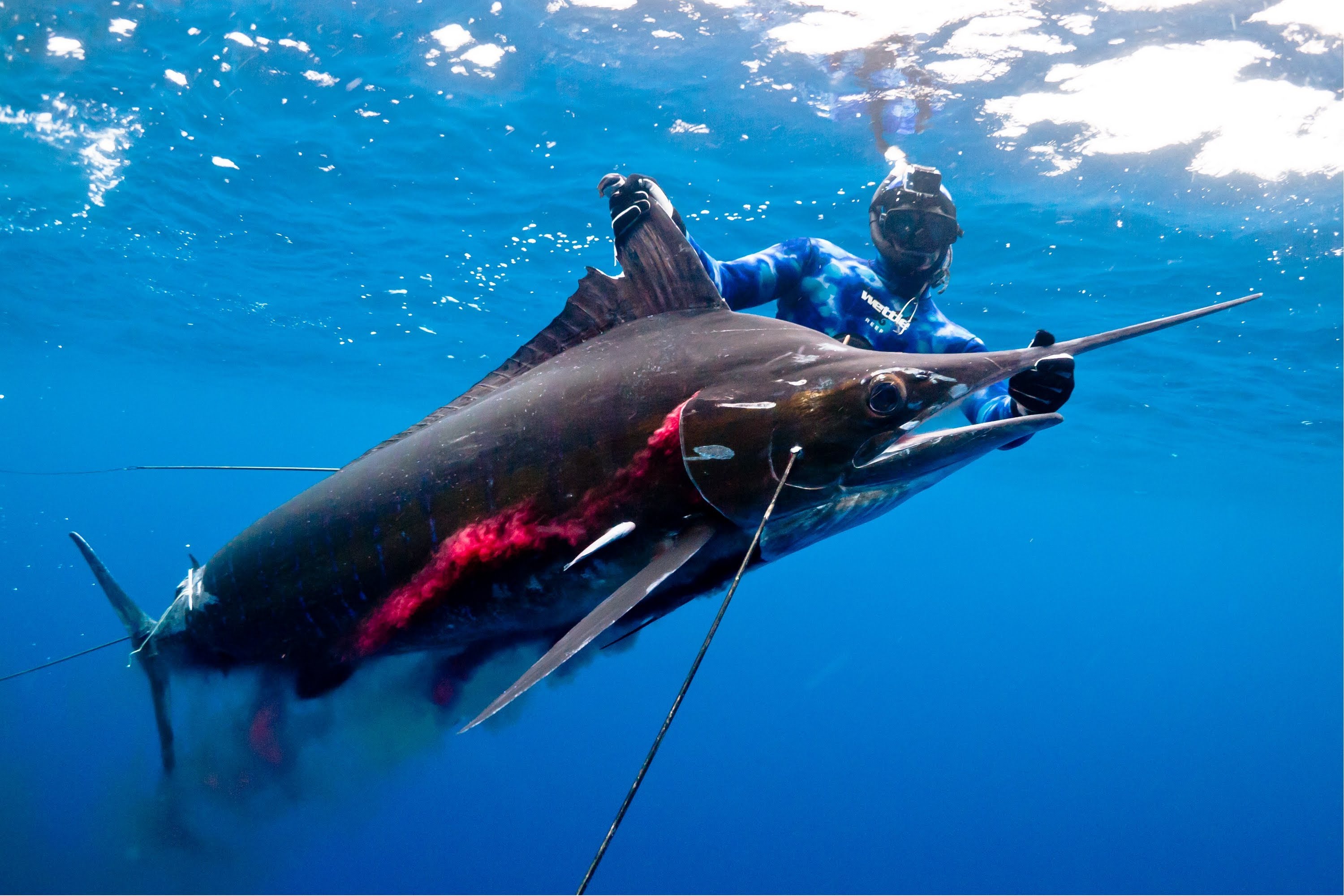 Spearo saat berhasil strike seekor marlin di perairan New Zealand