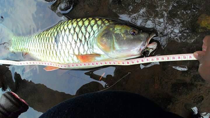 Hampala sepanjang 53 cm Rekor Nurvi Anto di Sungai Ciliwung.