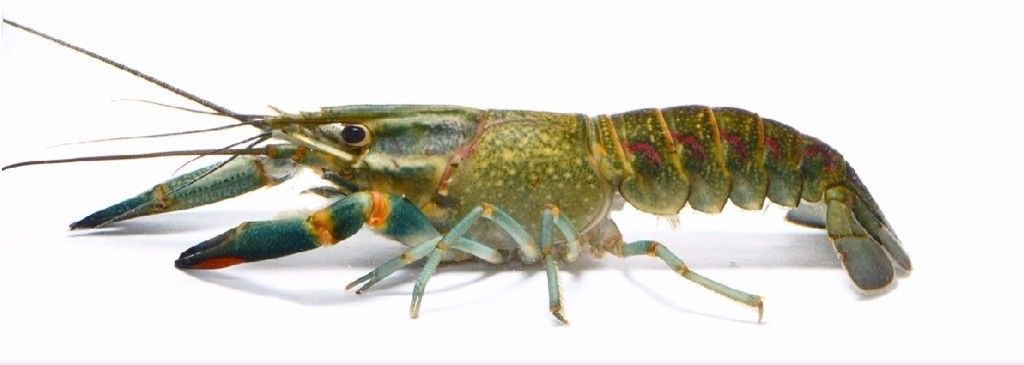 Redclaw Crayfish (Cherax quadricarinatus), sumber gambar: www.gumtree.com