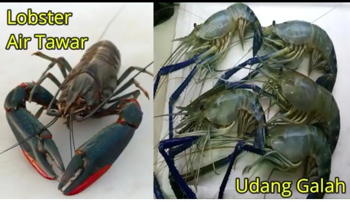 Perbedaan Mencolok antara Lobster Capit Merah dengan Udang Galah